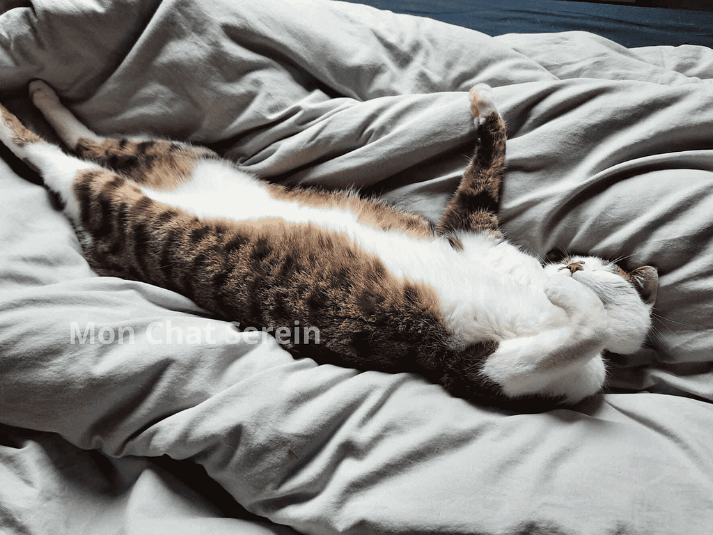 Mon-Chat-Serein-Gimli-min Garde chats à domicile paris - Gimli le chat détendu et en pleine sieste sur une couette moelleuse